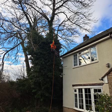 Tree surgeon climbing a tall tree beside a house