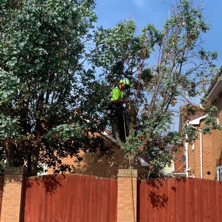 Climber reducing a tree above a garden fence