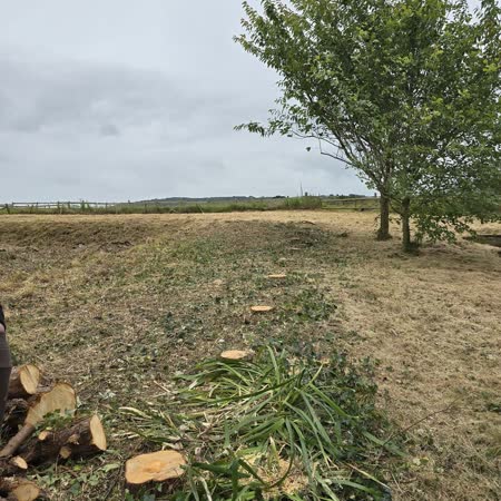 Timber logged after felling in a paddock