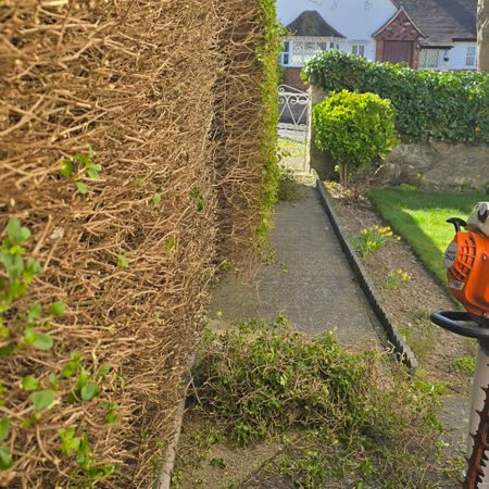 Tall conifer hedge reduced and squared off