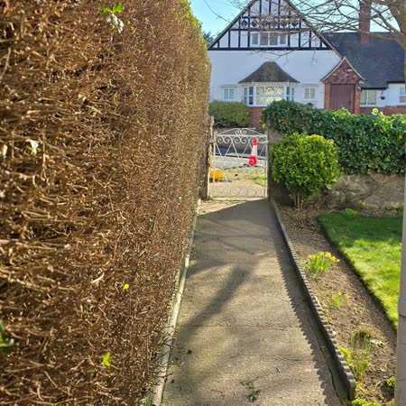 Conifer hedge side trimmed back to a clean face