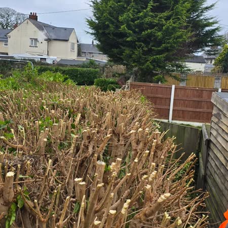 Overgrown hedge cut back hard
