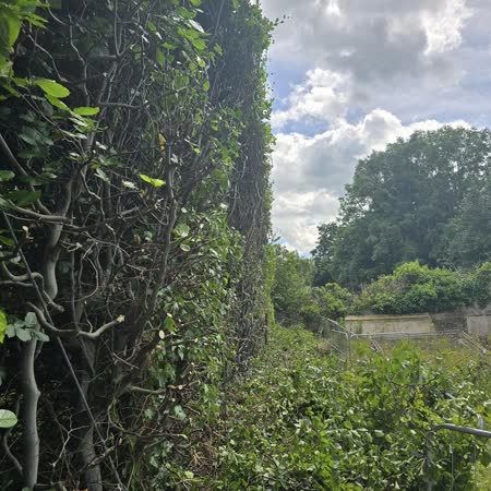 Ivy-covered hedge cut back