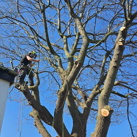 Climber high in a bare tree during sectional dismantling
