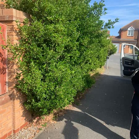 Pavement hedge trimmed back from the footpath
