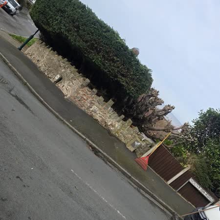 Roadside hedge trimmed on a bank