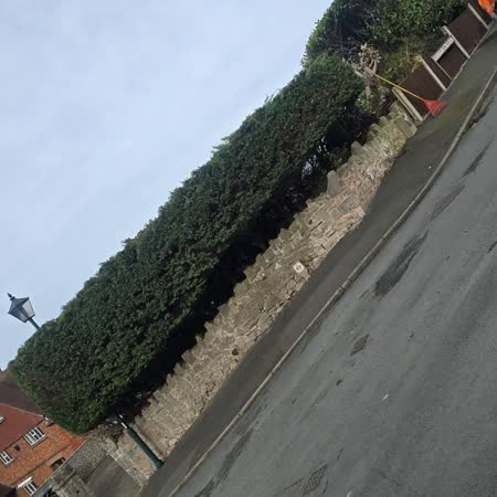 Conifer hedge reduction beside the road
