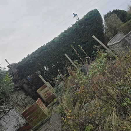 Conifers tidied and reduced