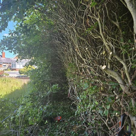 Overgrown hedge and brambles before clearance