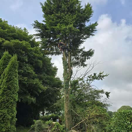Tall conifer coming down in sections