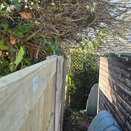 New fence panels beside a garden shed
