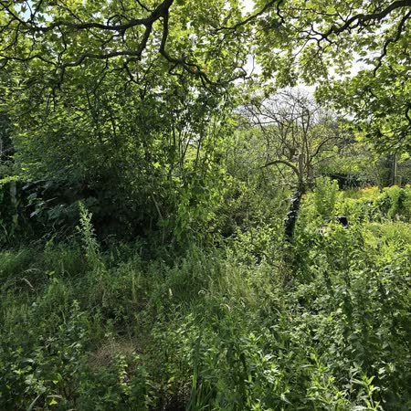 Overgrown plot before site clearance