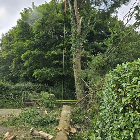 Tree dismantled in sections with the timber stacked below