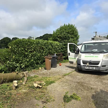 Hedge reduced and logs stacked ready for removal