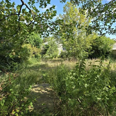 Wild plot ready for clearing