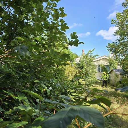 Overgrown garden being cleared