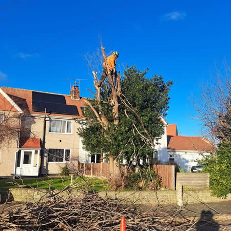 Large tree pollarded and the brash cleared from the road