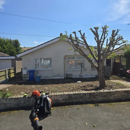 Tree pollarded outside a bungalow, tidy-up under way
