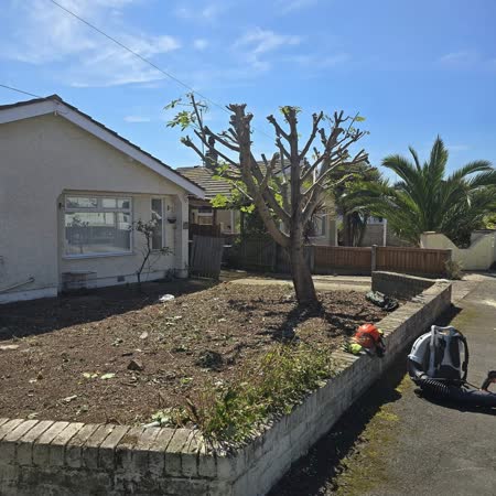 Ornamental tree pollarded in a raised bed