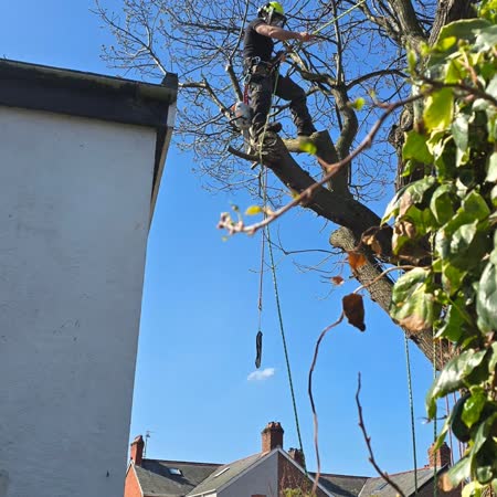 Tree surgeon working above a garden wall