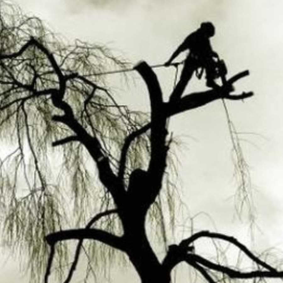 Silhouette of a tree surgeon working high in a tree