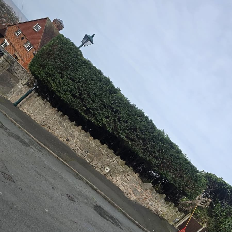 Neatly trimmed conifer hedge