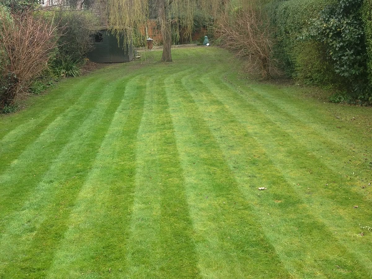 Freshly mown lawn with neat stripes leading to a weeping willow