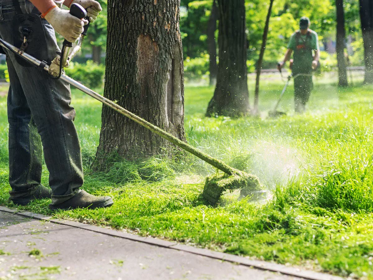 Grounds operatives strimming grass around trees in a park