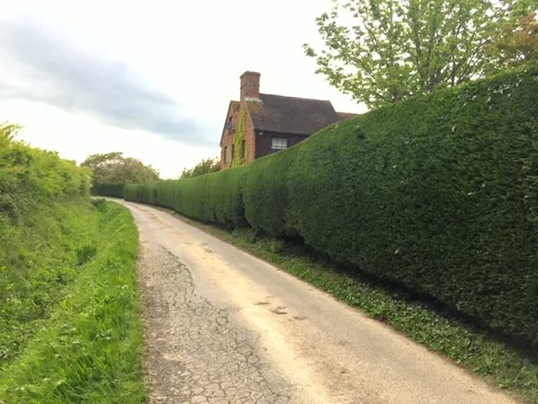 Neatly trimmed roadside hedge running along a country lane