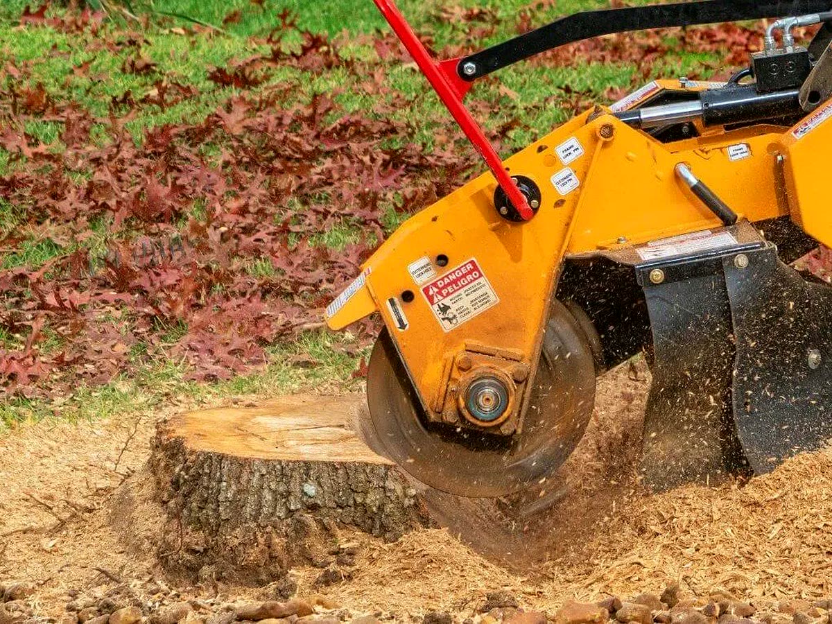 Stump grinder cutting a tree stump down to ground level, chippings flying