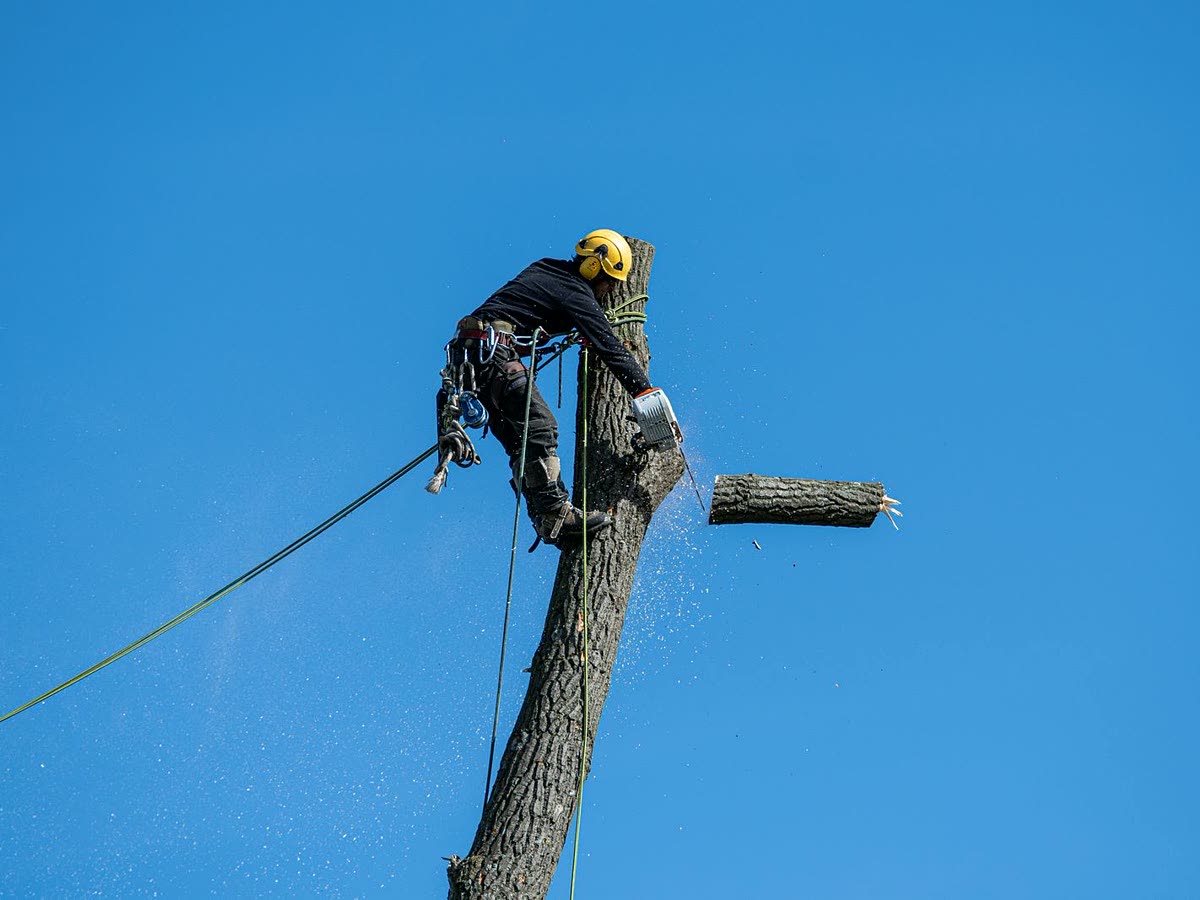 Tree surgeon at the top of a bare stem lowering a cut section on a rope during sectional dismantling