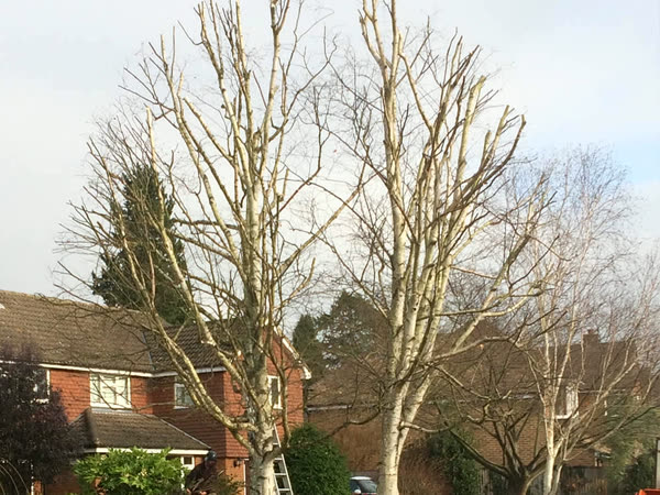 Two silver birch trees after a crown reduction in a front garden