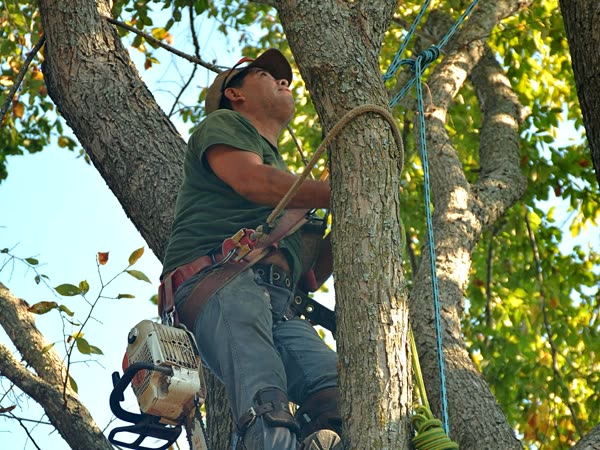 Tree surgeon working with ropes and a chainsaw in the crown of a mature tree